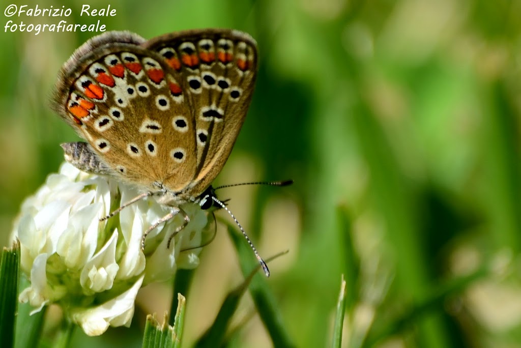 Aricia agestis o Aricia eumedon ?  No,  Polyommatus icarus !